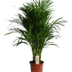 Dypsis lutescens (Areca) P21 kultapalmu