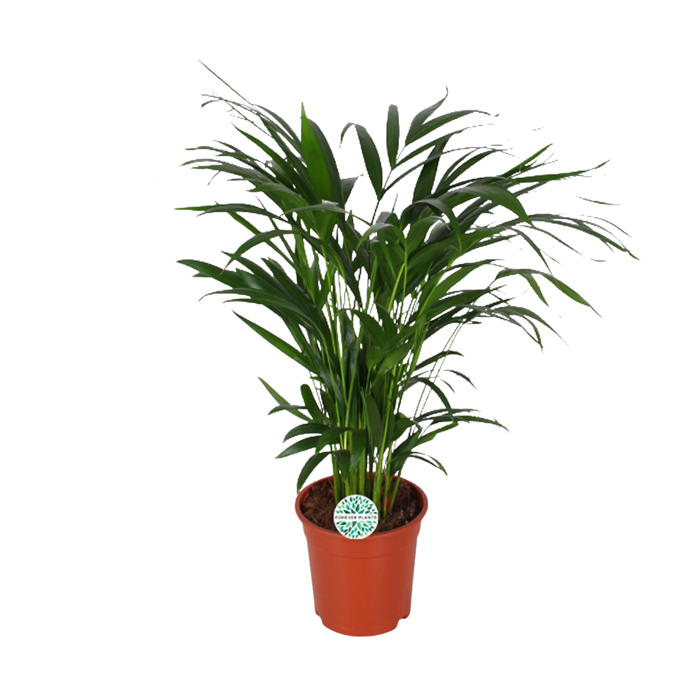 Dypsis lutescens (Areca) P17 kultapalmu