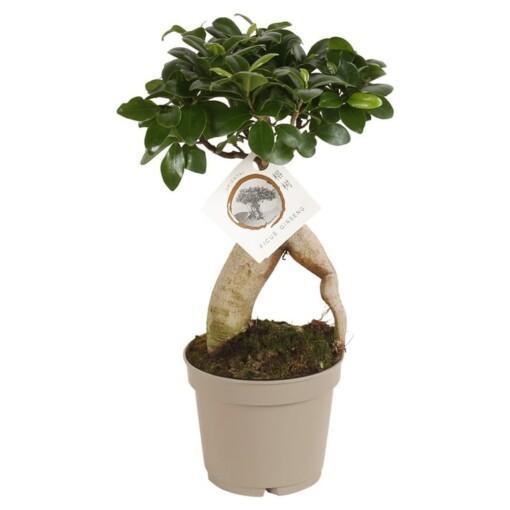Ficus microcarpa 'Ginseng' P12