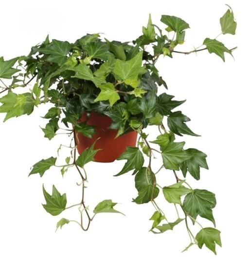Hedera helix 'Green Ripple' P13 muratti vihreälehtinen