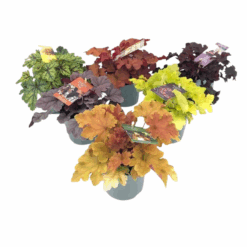 Heuchera mix P12 Keijunkukka