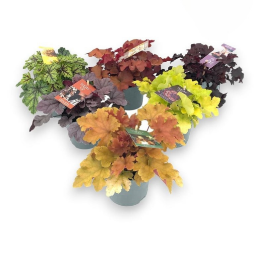 Heuchera mix P12 Keijunkukka