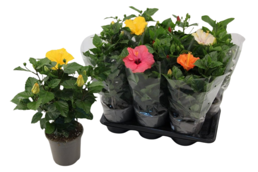Hibiscus r.s. 'Sunny' mix P17 Kiinanruusu sopii myös patiollle