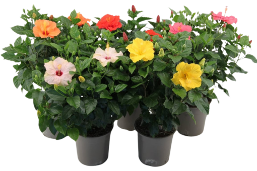 Hibiscus rosa sinensis mix P21 Kiinanruusu sopii myös patiollle