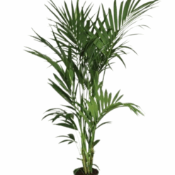 Howea forsteriana kentiapalmu 180 cm R 24 cm