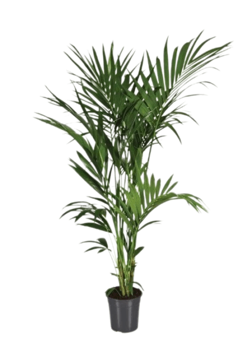 Howea forsteriana kentiapalmu 180 cm R 24 cm