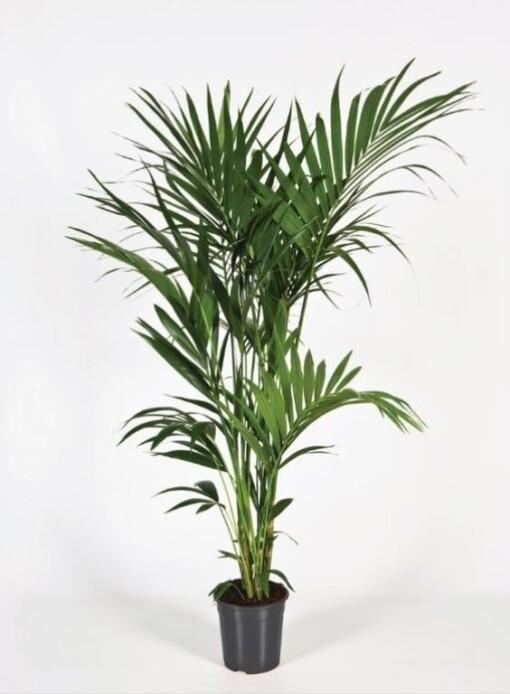 Howea forsteriana kentiapalmu 180 cm R 24 cm