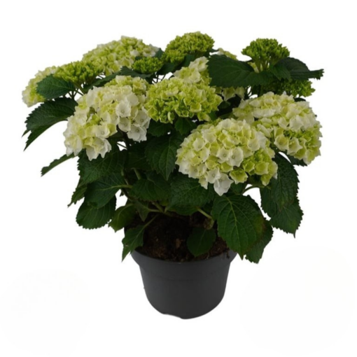 Hydrangea macrophylla P23 Patiohortensia valkoinen 10+