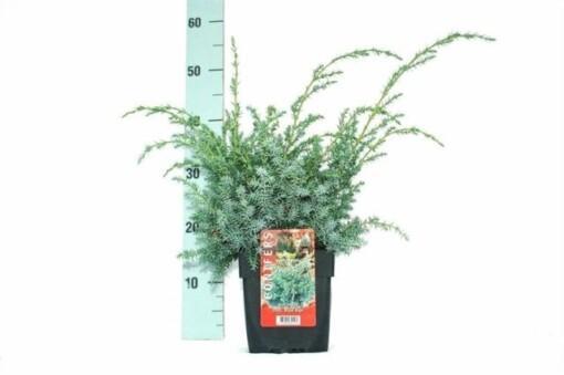 Juniperus chin. 'Blue Alps' C2 Kiinankataja