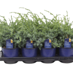 Juniperus chin. 'Blue Alps' P13 Kiinankataja