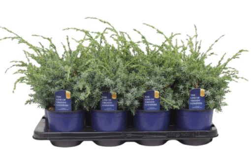 Juniperus chin. 'Blue Alps' P13 Kiinankataja