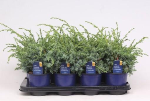 Juniperus chin. 'Blue Alps' P13 Kiinankataja