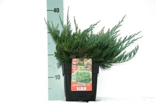Juniperus horizontalis 'Blue Chip' C2 Laakakataja