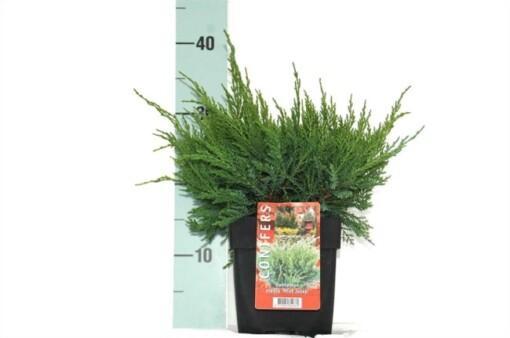 Juniperus media 'Mint Julep' C2 Tarhakataja