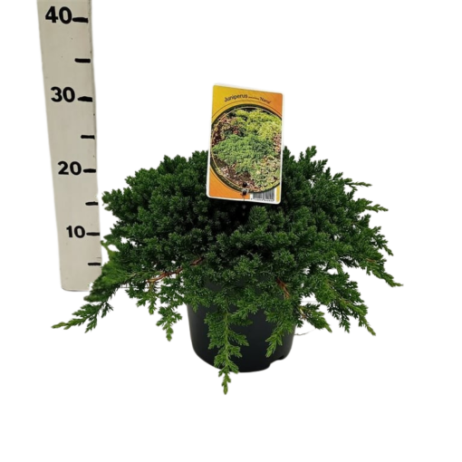 Juniperus procumbens 'Nana' 30-40 cm C 3.5 Harokataja