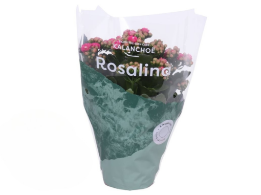 Kalanchoe 'Don Nando'® P12 Tulilatva vaaleanpunainen