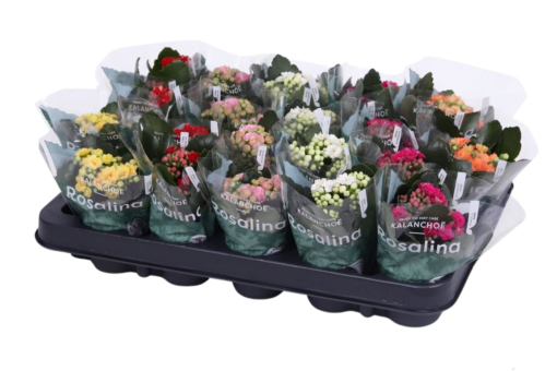Tulilatva mix p6 Kalanchoe Rosalina