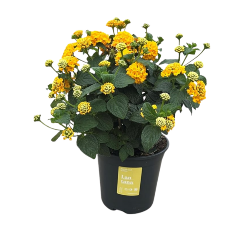Lantana ocher P14 keltainen Tulikruunu