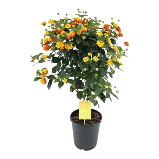 Lantana ocher P19 rungolla oranssi Tulikruunu