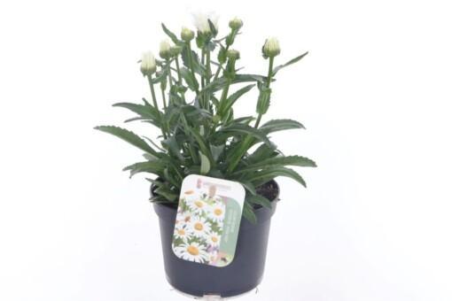 Leucanthemum 'Snow Lady' P13 Isopäivänkakkara
