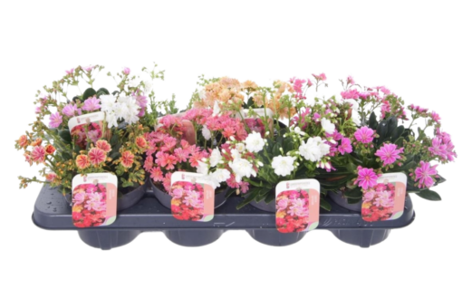 Lewisia cotyledon P13 Levisia