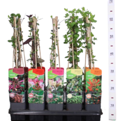 Lonicera mix Köynnöskuusama eri lajikkeita