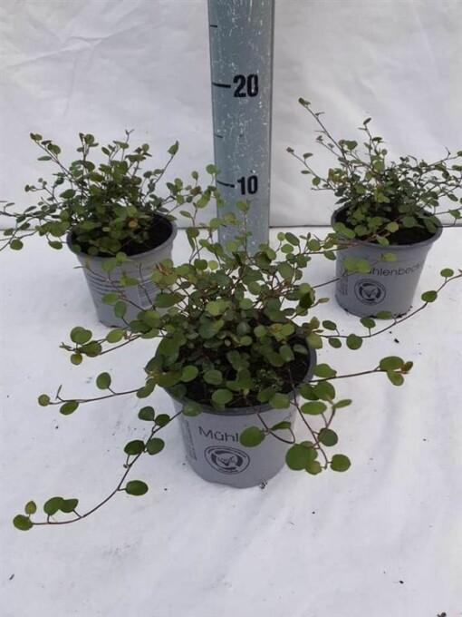 Muehlenbeckia com. 'Maori' P11 lankaköynnös