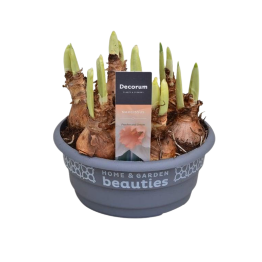 Narcissus 'Peaches & Cream' P16 Isokukkainen narsissi 16 cm persikka-kerma
