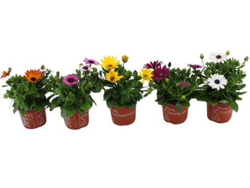 Osteospermum 'Margarita' mix P12 Tähtisilmä