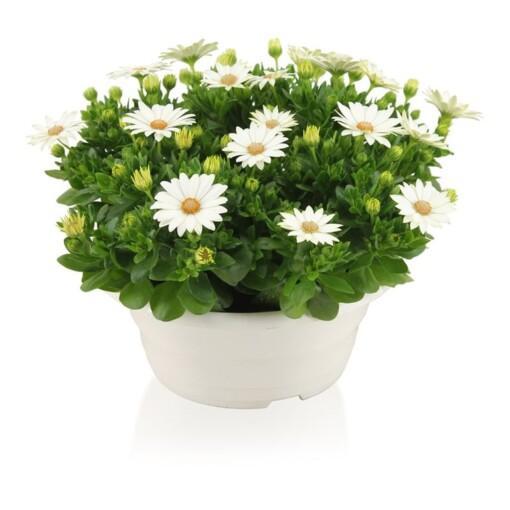 Osteospermum 'Margarita' valkoinen P23 kulho Tähtisilmä