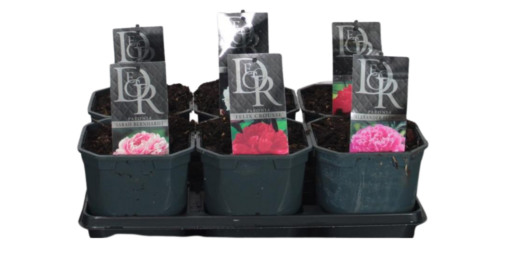 Paeonia lactiflora mix C2 Jalopioni/Kiinanpioni