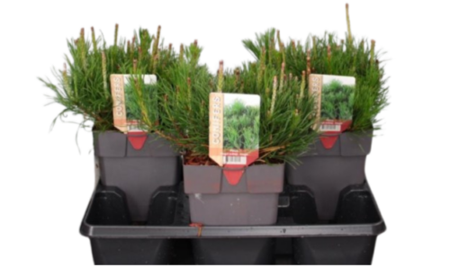 Pinus mugo mughus C2 Vuorimänty