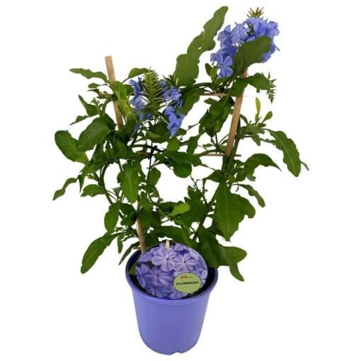Plumbago auriculata P15 Sinilyijykukka