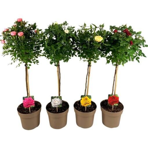 Ruusu rungollinen korkeus n. 90-95 cm eri värejä