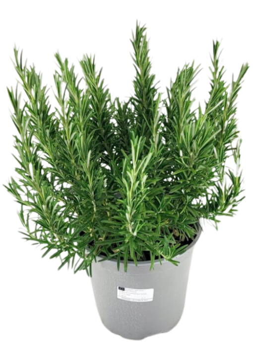 Rosmarinus officinalis P18 Rosmariini