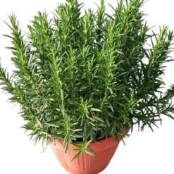 Rosmarinus officinalis P25 Rosmariini upea koko