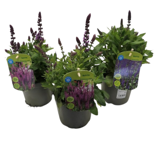 Salvia nemorosa mix P13 Lehtosalvia