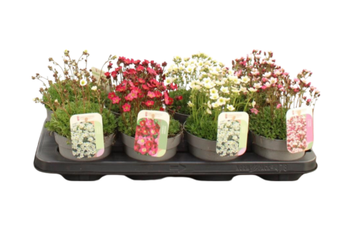 Saxifraga arendsii mix P13 Patjarikko