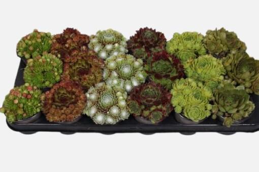 Sempervivum mix P9 Mehikasvi mix