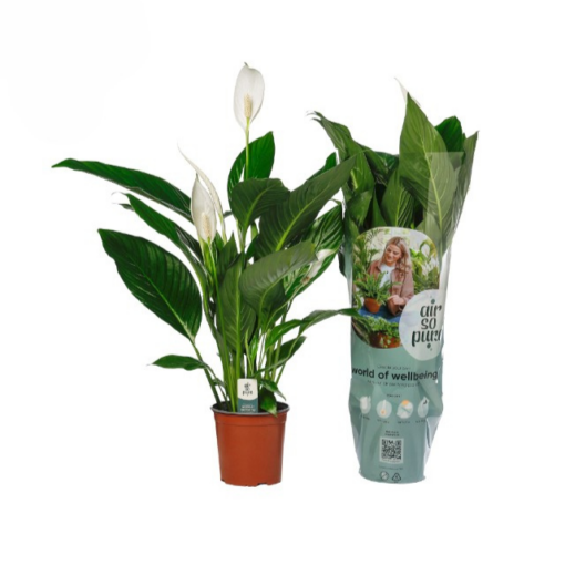 Spathiphyllum 'Bingo Cupido' P17 viirivehka