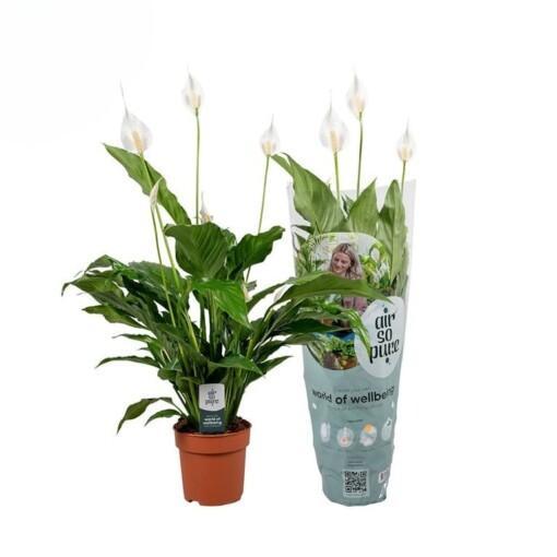 Spathiphyllum 'Sweet Chico' P13 viirivehka