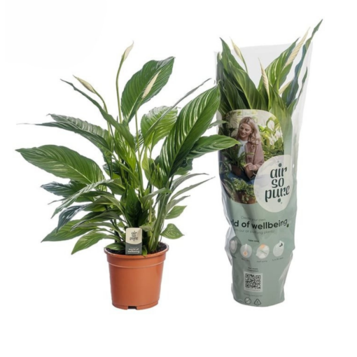 Spathiphyllum 'Vivaldi' P17 viirivehka