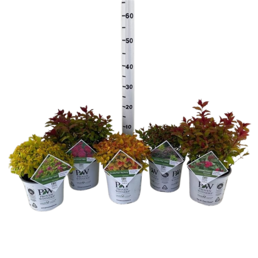 Spiraea jap. 'Double Play® mix C3 japaninangervo