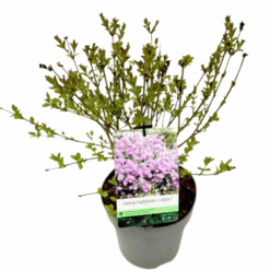 Syringa meyeri 'Lillifee' Pikkusyreeni