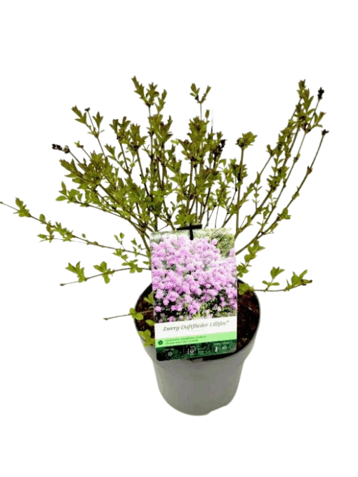 Syringa meyeri 'Lillifee' Pikkusyreeni