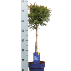 Thuja occ. 'Brabant' 60 cm rungollinen kartiotuija
