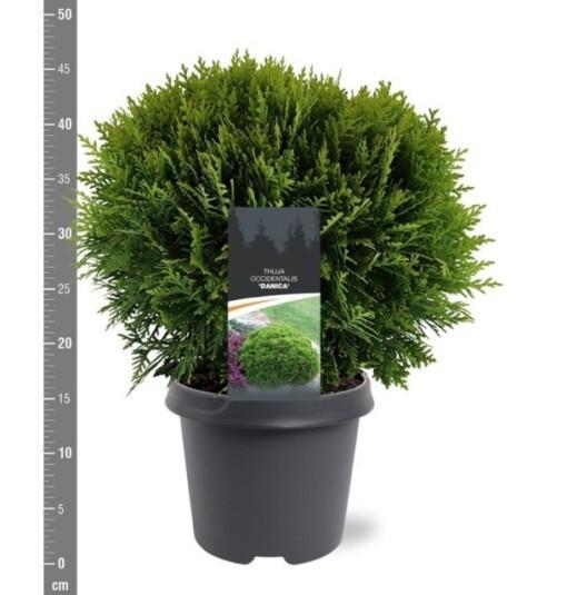 Thuja occ. 'Danica' 30-40 cm C5 Pallotuija