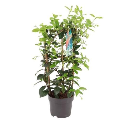 Trachelospermum jasminoides P15 kehikossa Tähtijasmiini