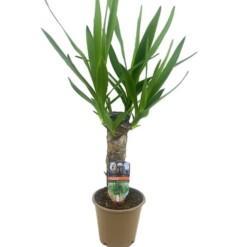 Yucca elephantipes jukkapalmu P12