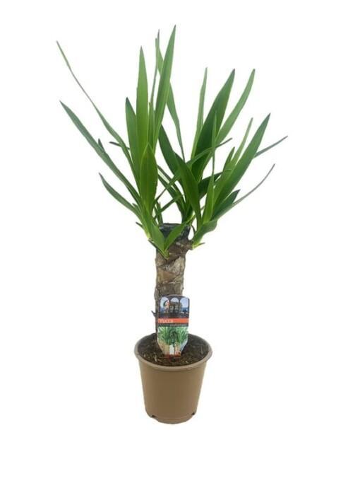 Yucca elephantipes jukkapalmu P12